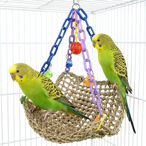 Green yellow budgie
